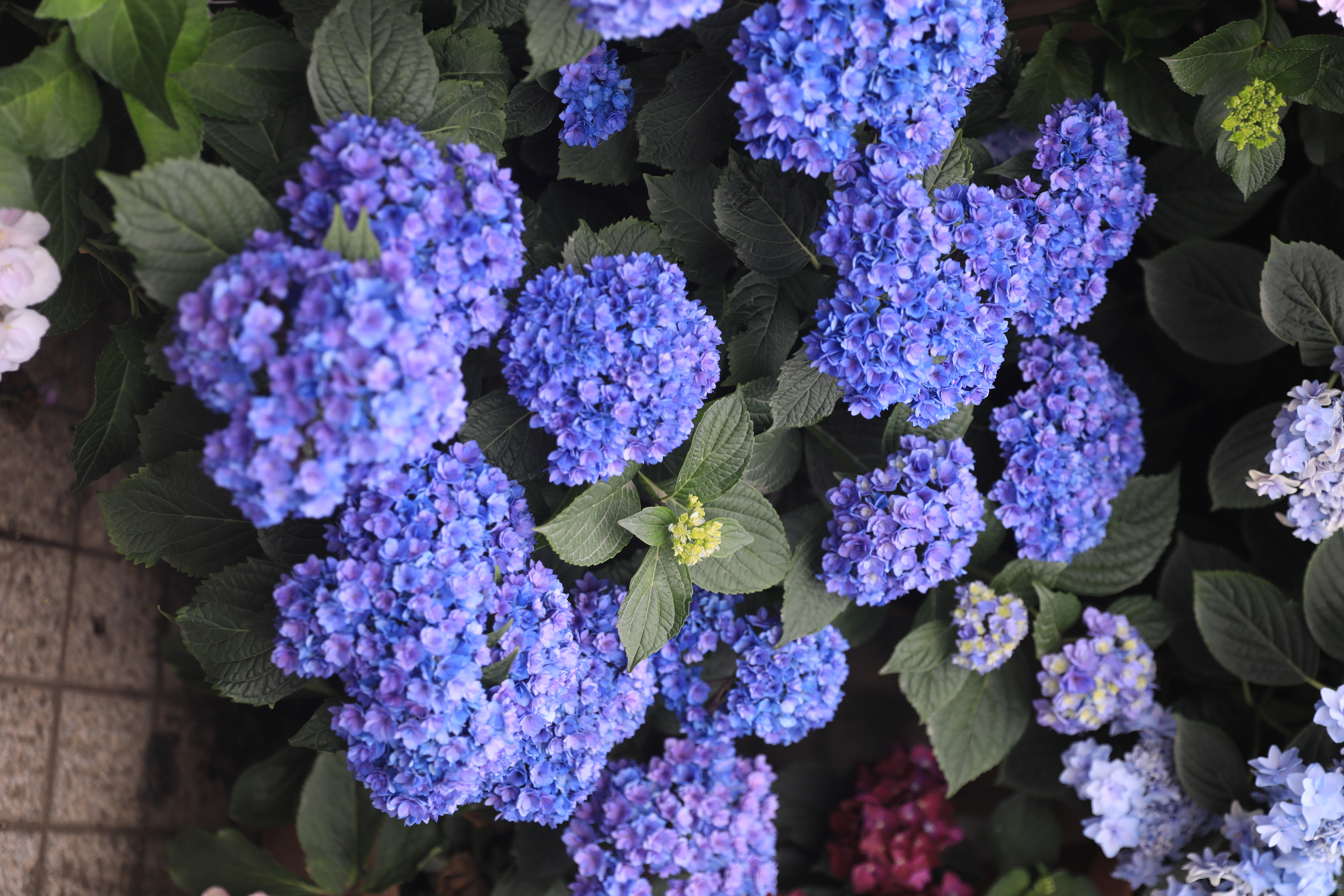 海蒂的花园绣球花苞枯萎 海妈植物推荐2021年海蒂的花园大花绣球