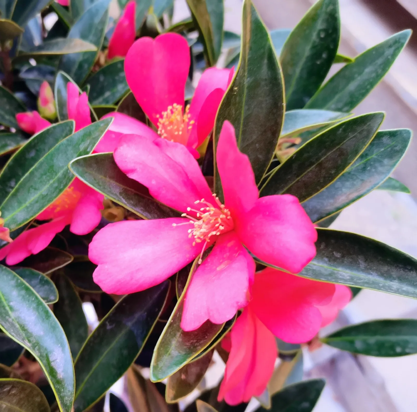 夏日賞花時刻 四季紅茶花也叫四季杜鵑茶花 因為它的花色鮮紅像杜鵑而得名 葉像杜鵑 開花期長 花色豔麗 葉形獨特 有着 天天看點