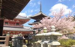 奈良私房景点推荐，到「壶阪寺」看樱花大佛