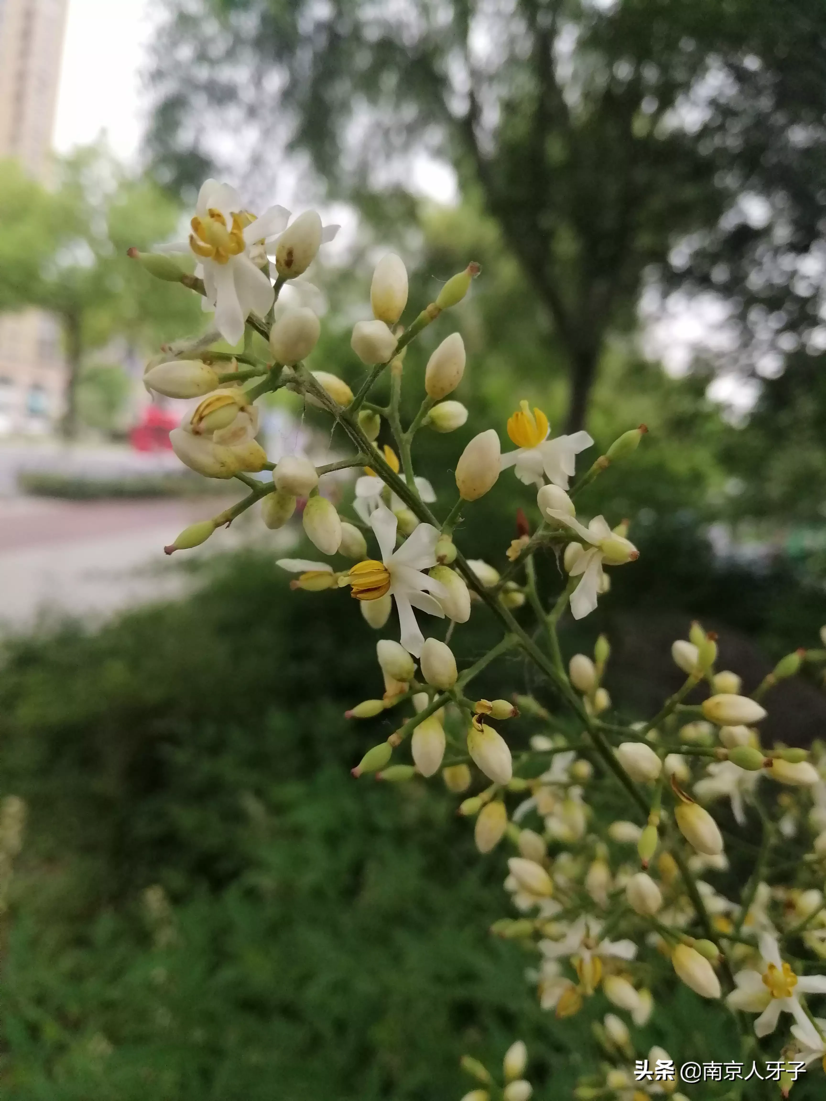 生如夏花之絢爛 這些夏日花兒太美了 圖1是南天竹 春天頂端葉子顔色是紅色的 株形很優美 像楓樹一樣好看 沒想到夏天能開出