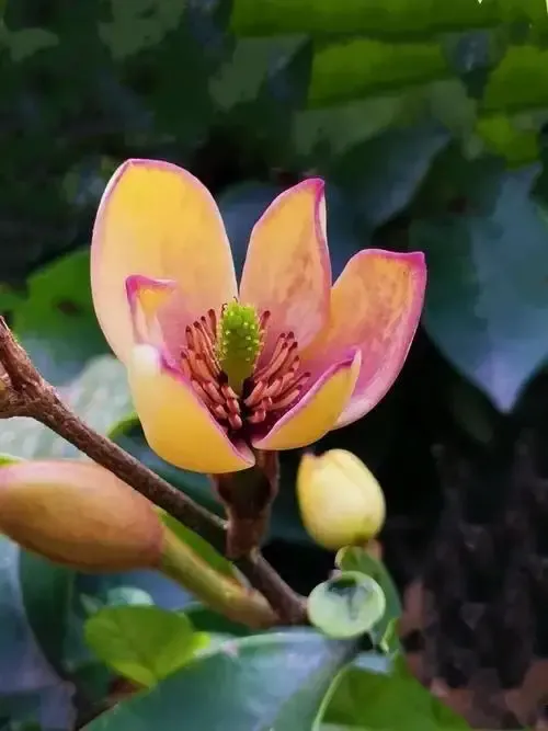 含笑花 花開而不放 似笑不語 芳香花木 苞潤如玉 香幽若蘭 别名 含笑美 香蕉花 白蘭花等 花語矜持 含蓄 美麗 端莊 天天看點