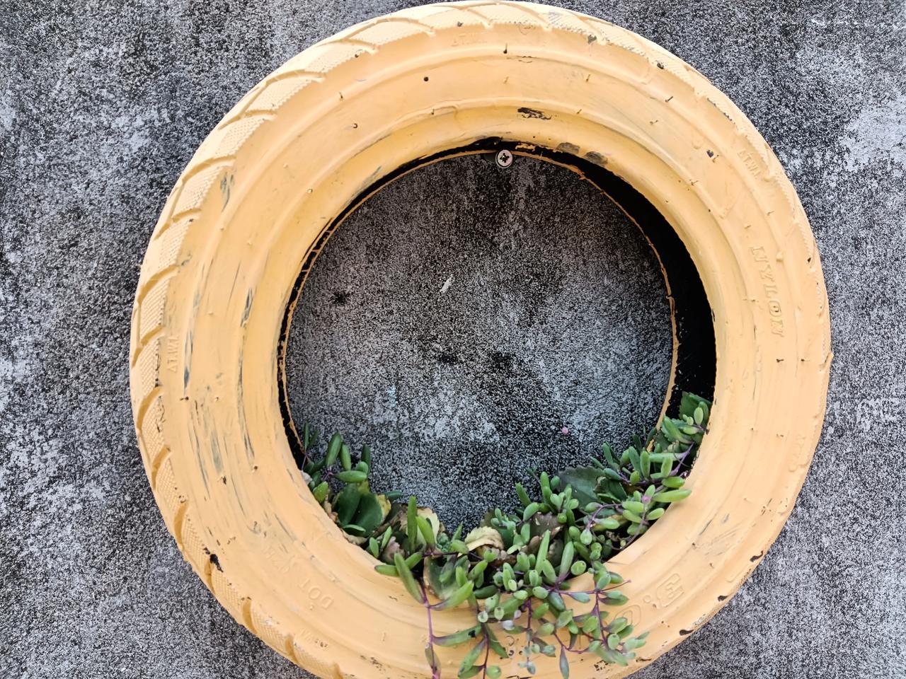 变废为宝的轮胎种上多肉美美哒期待它能爆满悬挂下来