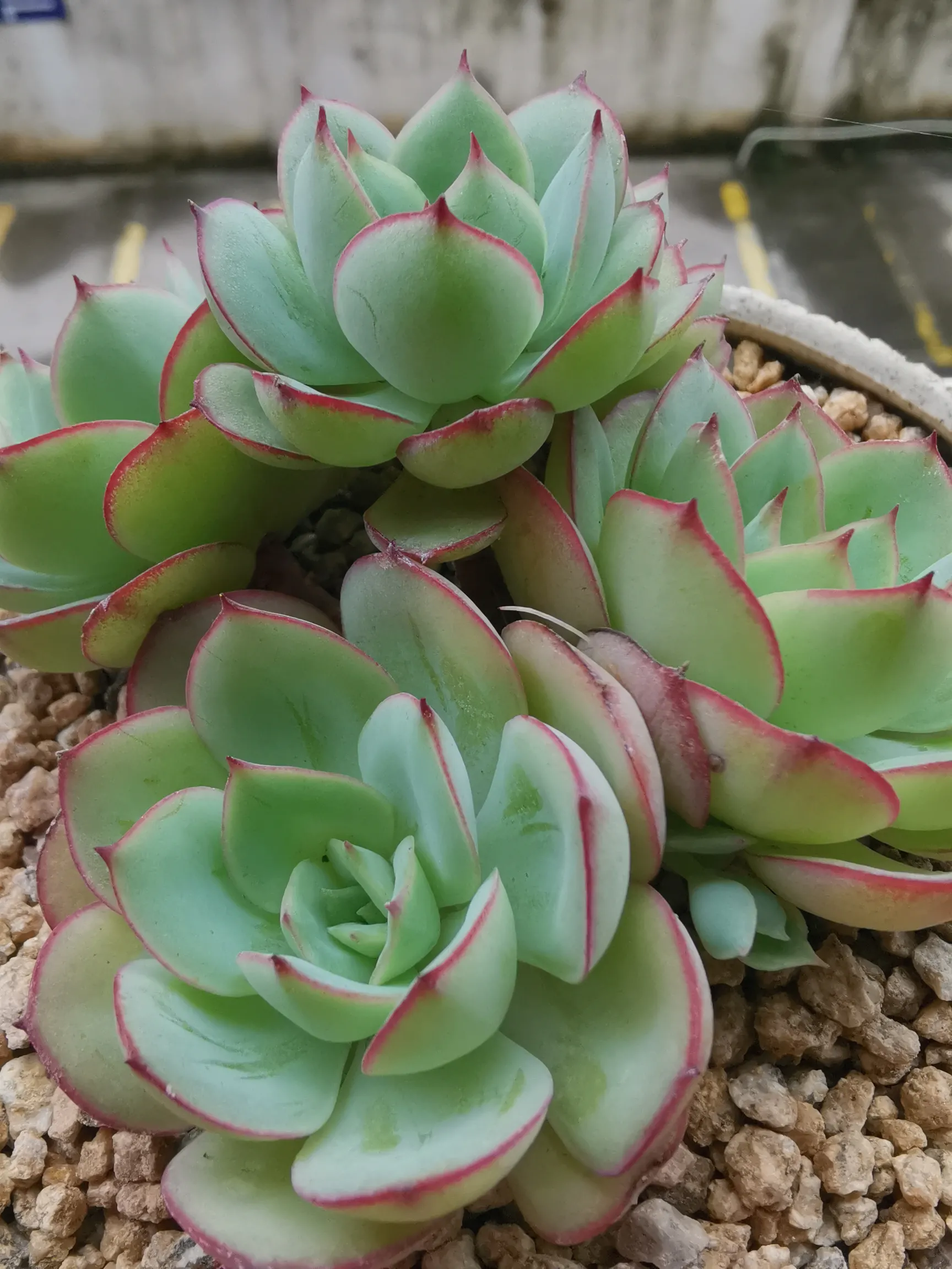 牡丹亭 多肉植物 今日多肉分享 牡丹亭 也叫檸檬玫瑰 景天科拟石蓮花屬 牡丹亭是月影系雜交多肉品種 葉片卵形 排列 天天看點