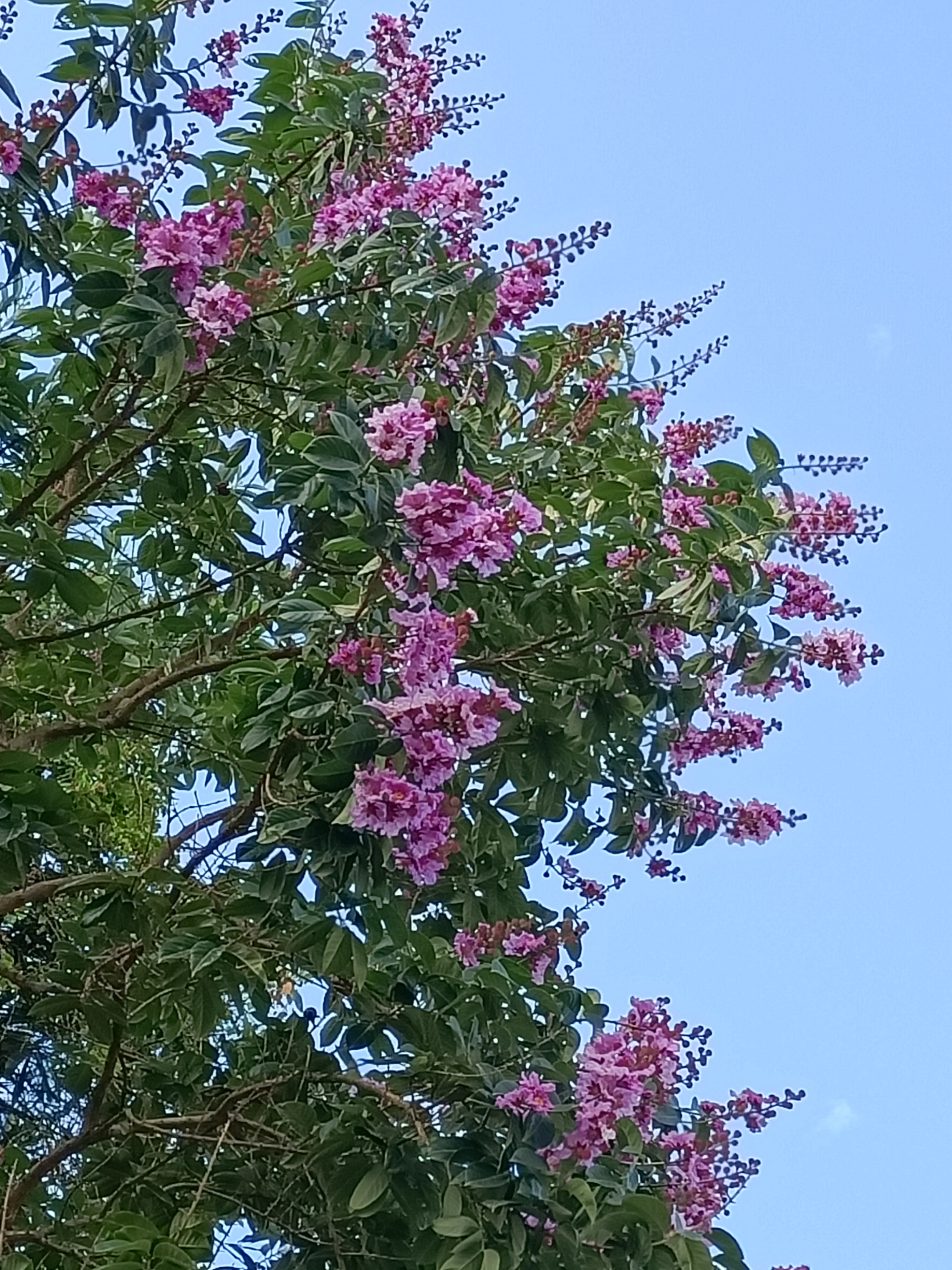 一种叫紫薇的花花如其名 紫色的 开的时候 都是从枝稍盛开 然后 成为一树树的紫 给人梦幻般的感觉 高贵 大气 神秘 还 天天看点