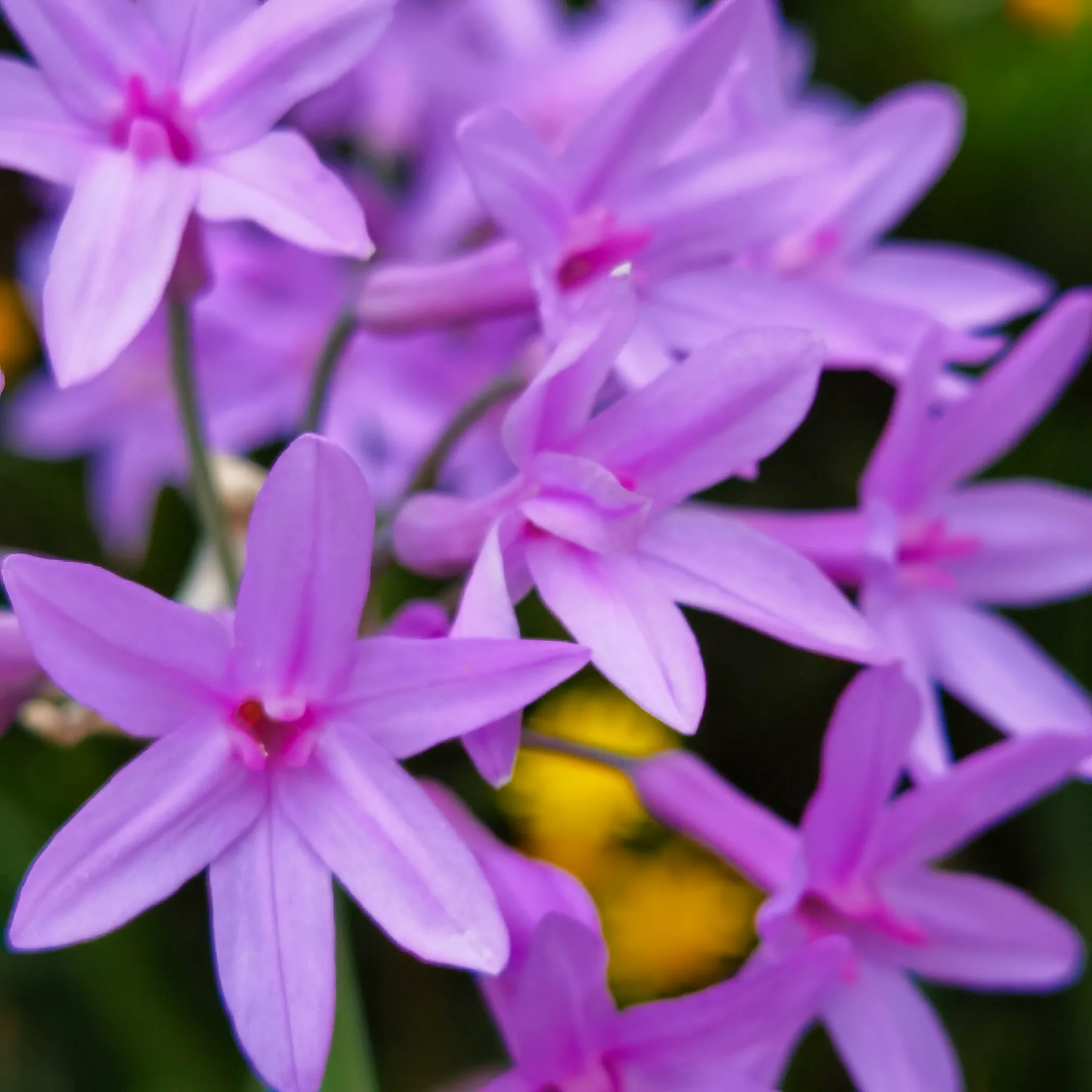 紫娇花开俏丽浪漫 初夏时光 路边绿化带里的紫娇花 灿如紫色的霞光 翠绿的叶丛中 伸出长长的枝杆 紫娇花开在枝杆的顶端 天天看点