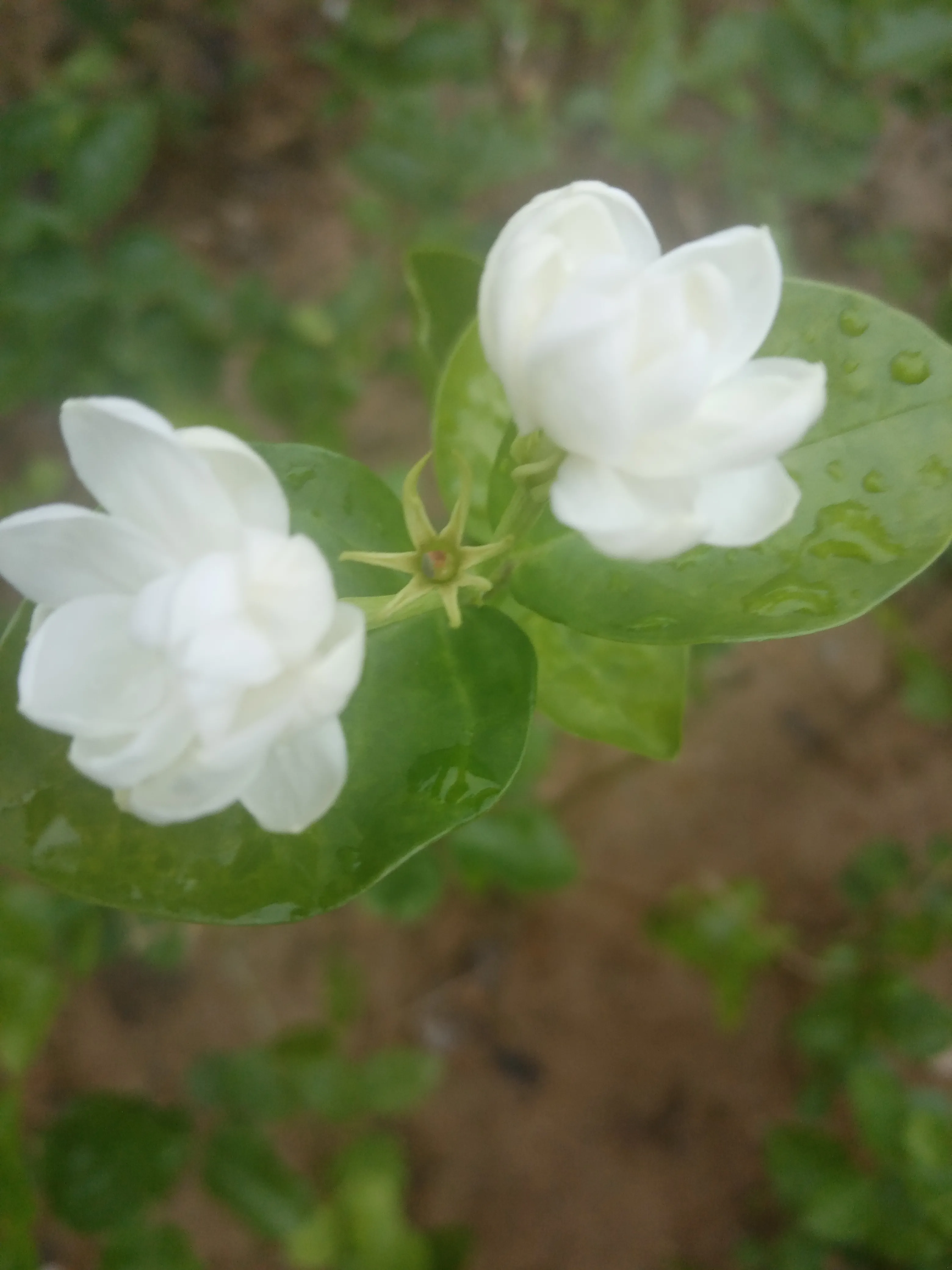 桅子花 白兰花 茉莉花 夏花三俏 洁白美丽 芬香扑鼻 沁人心脾 深受人们喜欢 特别是白兰花 常绿乔木 树高冠幅大 花期5 天天看点