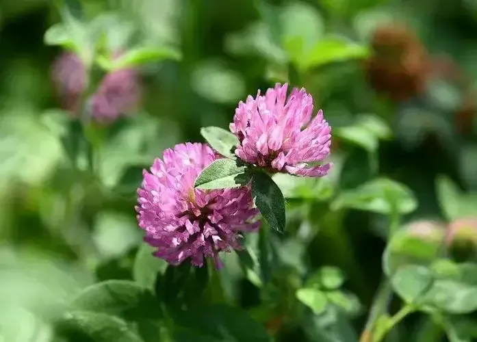 每日一花 花百科 红车轴草icon Trifoliumpratensel 为豆科多年生草本植物 又名红三叶 红花苜蓿i 天天看点