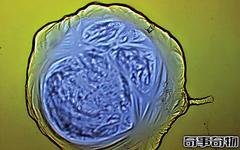 可怕，金属基生命真实存在！科学家创造金属细胞已有生命迹象