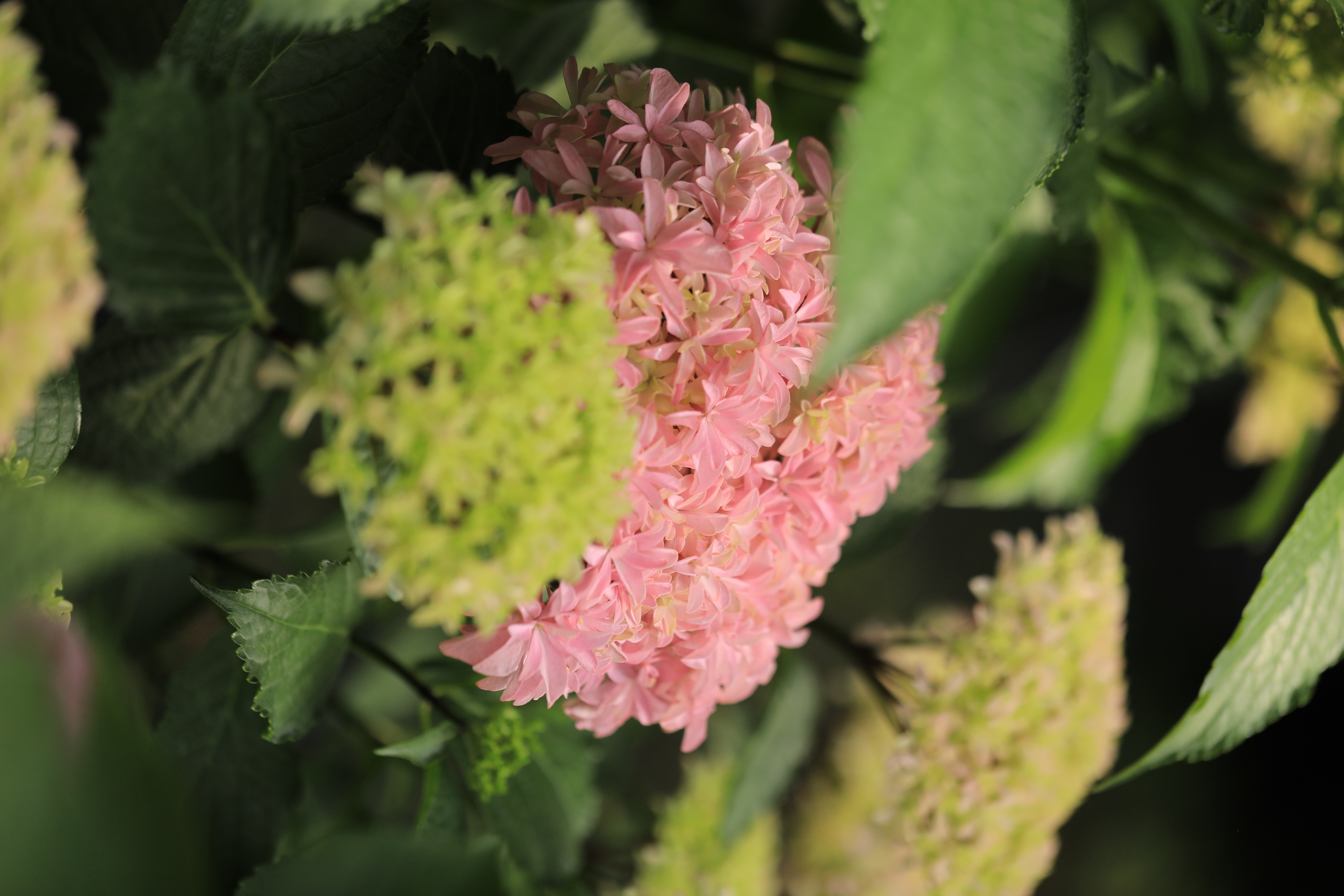 海蒂的花园绣球花苞枯萎 海妈植物推荐2021年海蒂的花园大花绣球