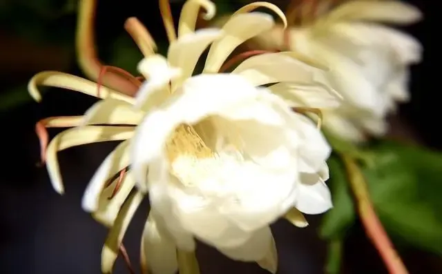 人们常说 昙花一现 意思是说 美好的事物或景象出现了一下 很快就消失 泛指美好的事物出现的时间很短 昙花一现的出处是 妙 天天看点