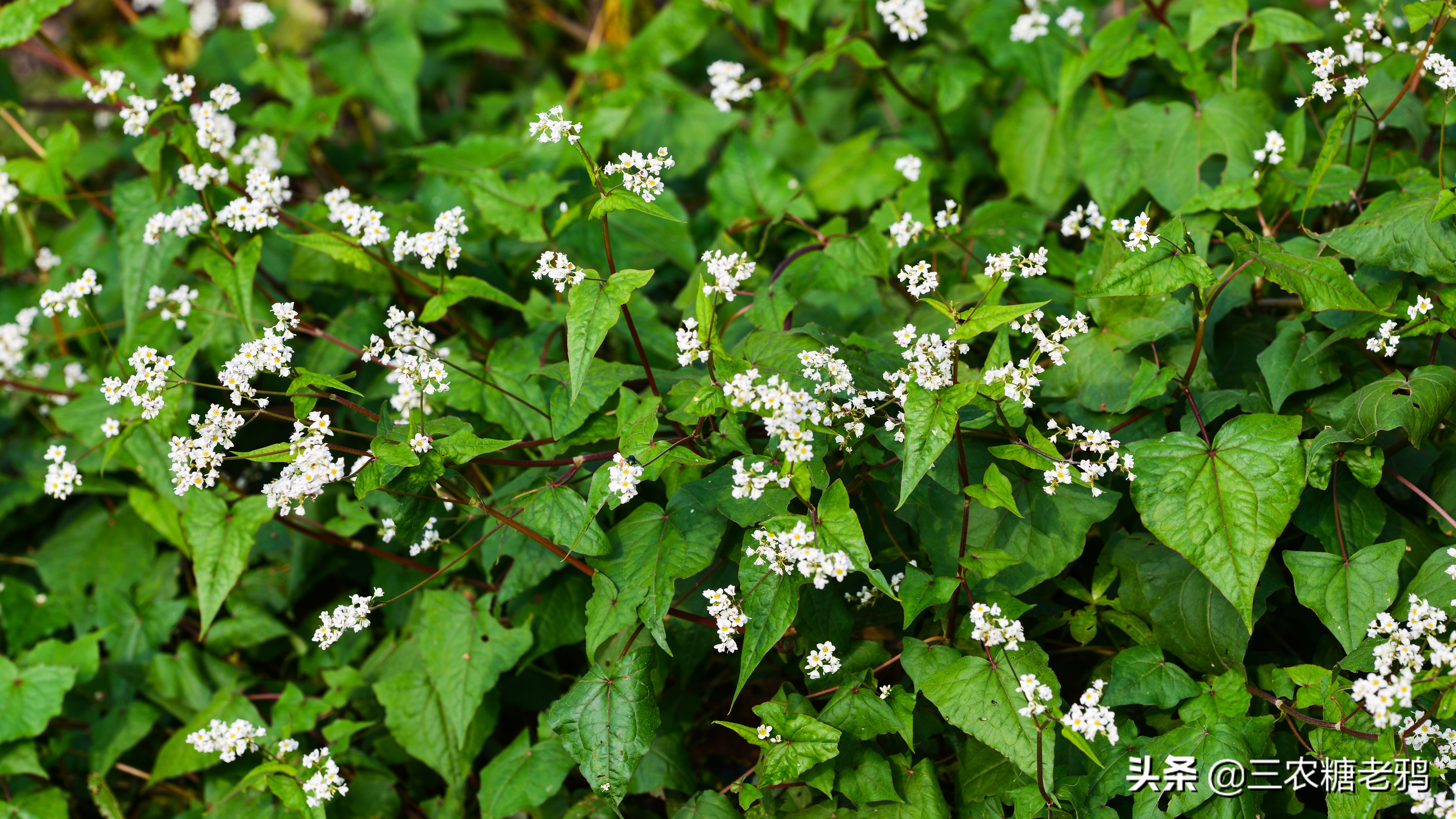 野生的金荞麦村口有一棵野生的金荞麦只有一棵不知从何而来