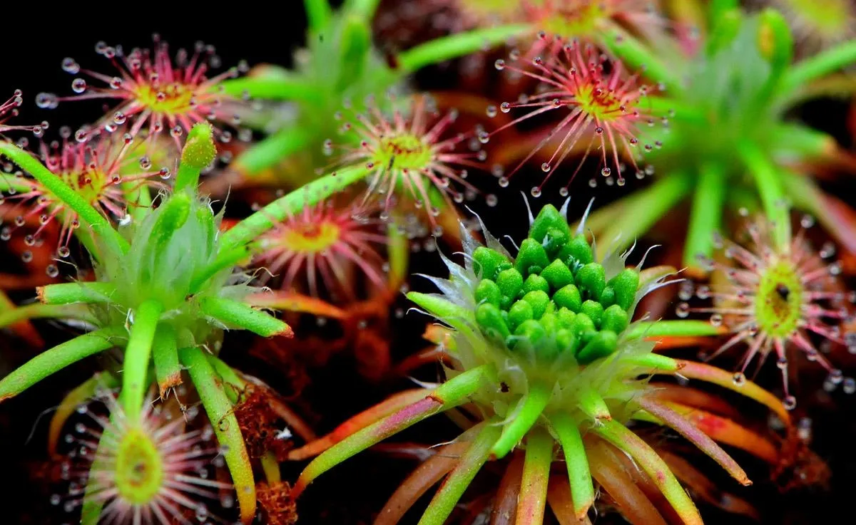 每日一花 花百科 小毛毡苔是一种多年生的食虫草本植物 又叫做石牡丹 金接梅 植株非常的小 只有一元硬币的大小 不仔细观察