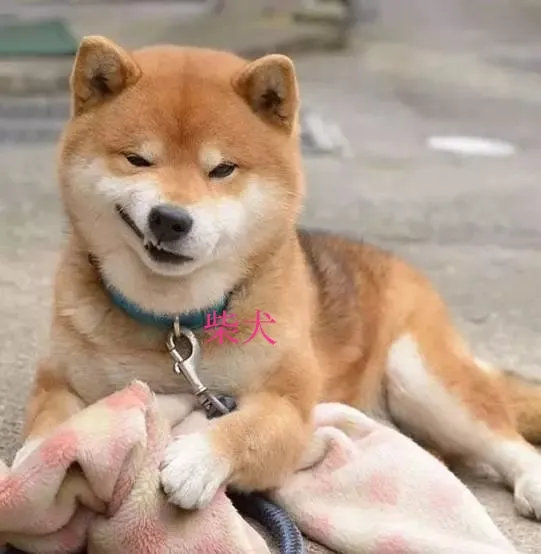 幸運的 這6種狗犬壽命更長 養起來超開心雖然狗的壽命隻有十年 但也有壽命更長的犬種 今天給大家分享6種壽命更長的狗 如果 天天看點