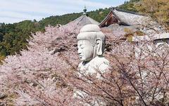 奈良私房景点推荐，到「壶阪寺」看樱花大佛