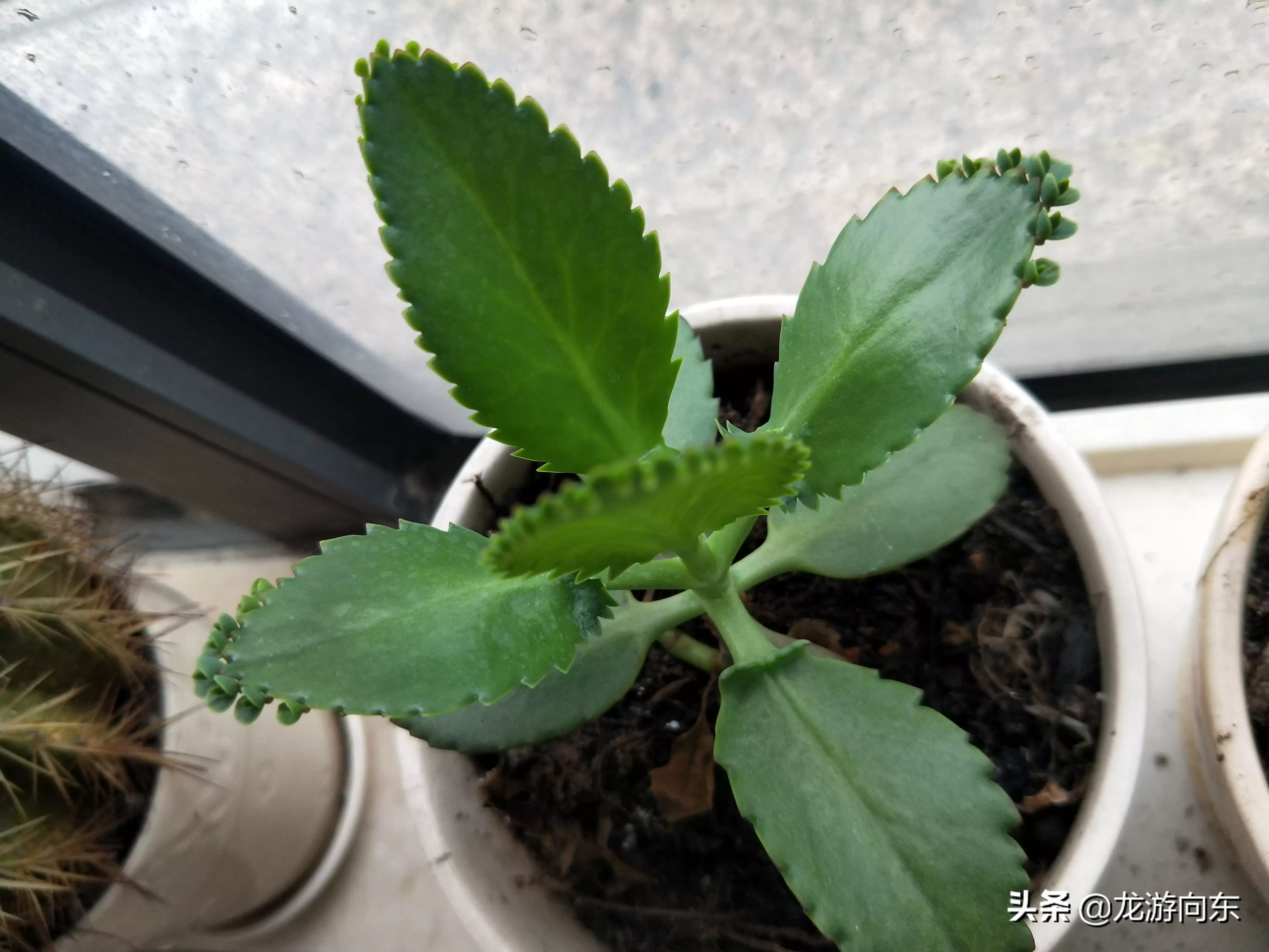 今日多肉分享 哪種花是你見過最好養的 多肉徒長了該怎麼處理呢 這盆植物是叫不死鳥 葉子一圈芽 掉土裡就活 幾年前 天天看點