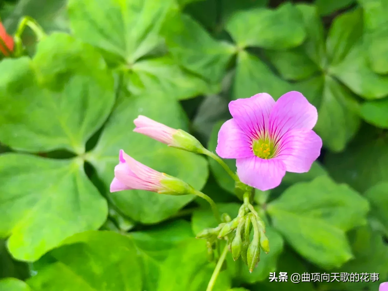 曲项向天歌的花事 22每日一花 第41朵 红花酢浆草 别称 大酸味草 南天七 紫花酢浆草 大叶酢浆草 三夹莲细茎