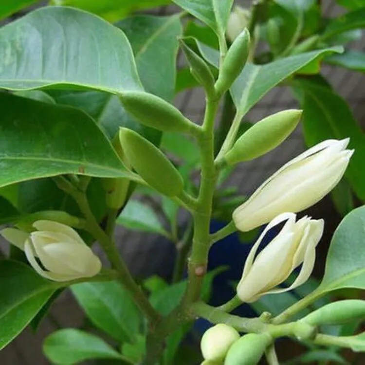 桅子花 白兰花 茉莉花 夏花三俏 洁白美丽 芬香扑鼻 沁人心脾 深受人们喜欢 特别是白兰花 常绿乔木 树高冠幅大 花期5 天天看点