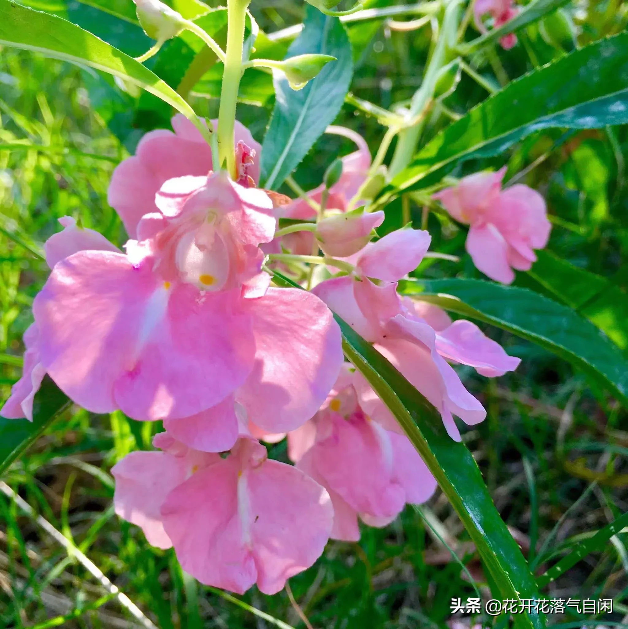 人人能科普 處處有新知 翻開我的生活日記 又到了鳳仙花開季節 鳳仙花又名指甲花 鳳仙花色澤鮮豔 有股淡淡的脂粉味兒 天天看點