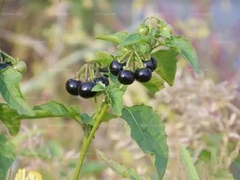 一日一植物 龍葵詩詞賞花五律詠龍葵庭外龍葵子 巍然出棘榛 無人施雨露 獨自蹈風塵 勁骨朝天阙 紫珠藏綠茵 清芬伴甘味 可 天天看點