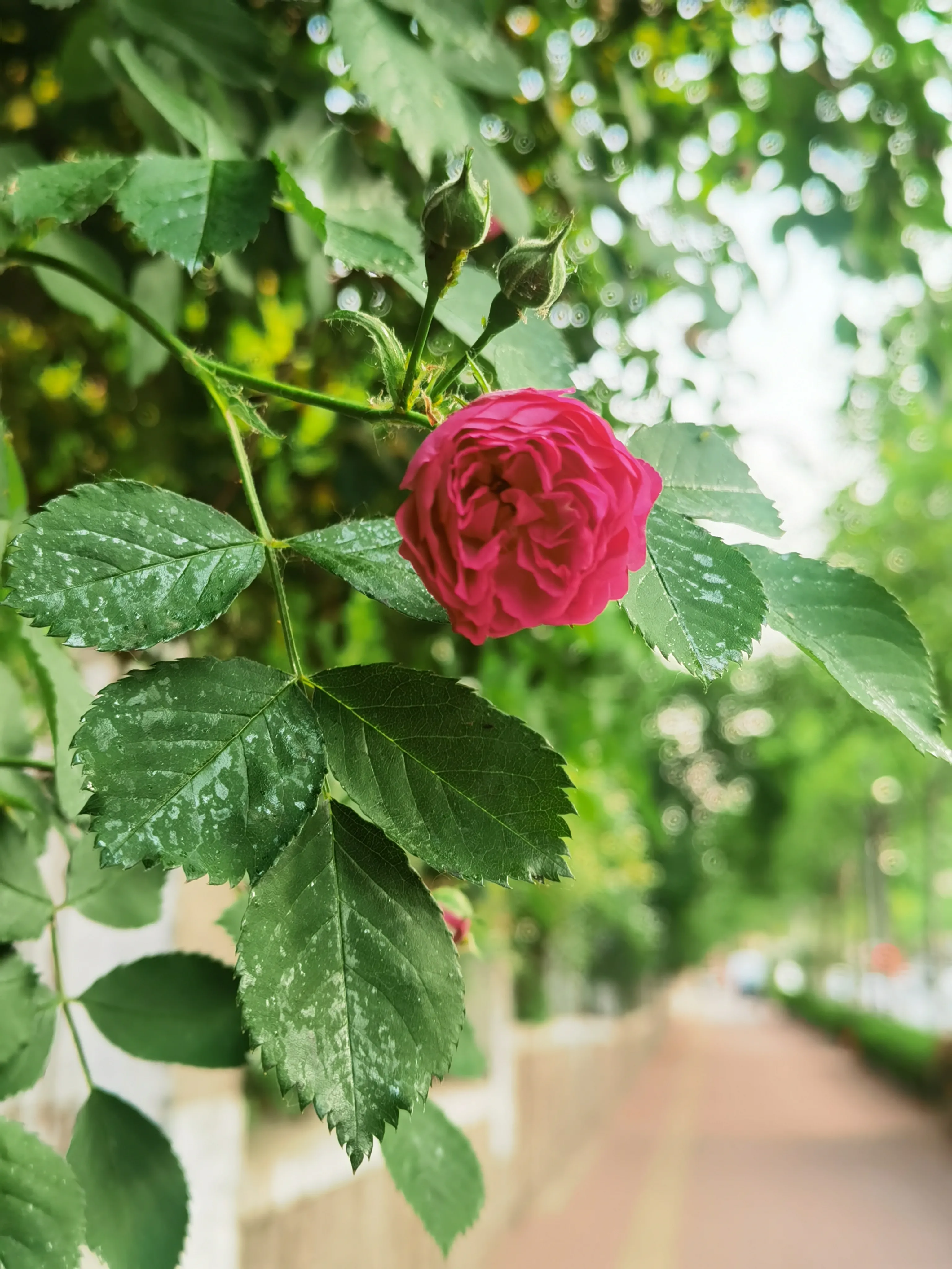 薔薇之美 外面的薔薇最近慢慢開始開花了 薔薇這花不僅好看還可以種在牆邊防止别人攀爬 今年的花期有點晚 天氣多少有點反常冷