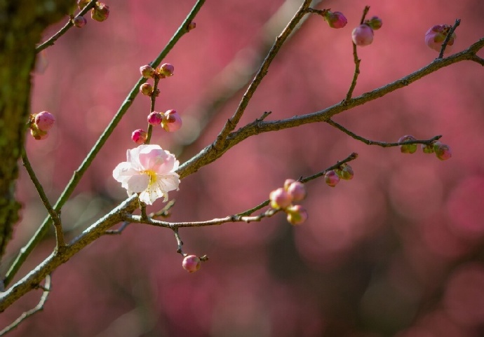 臘月正月早驚春 衆花未發梅花新 江總 梅花落 天天看點