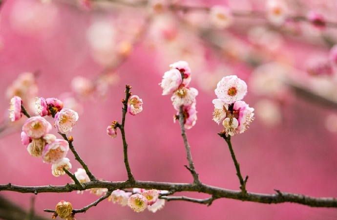 臘月正月早驚春 衆花未發梅花新 江總 梅花落 天天看點