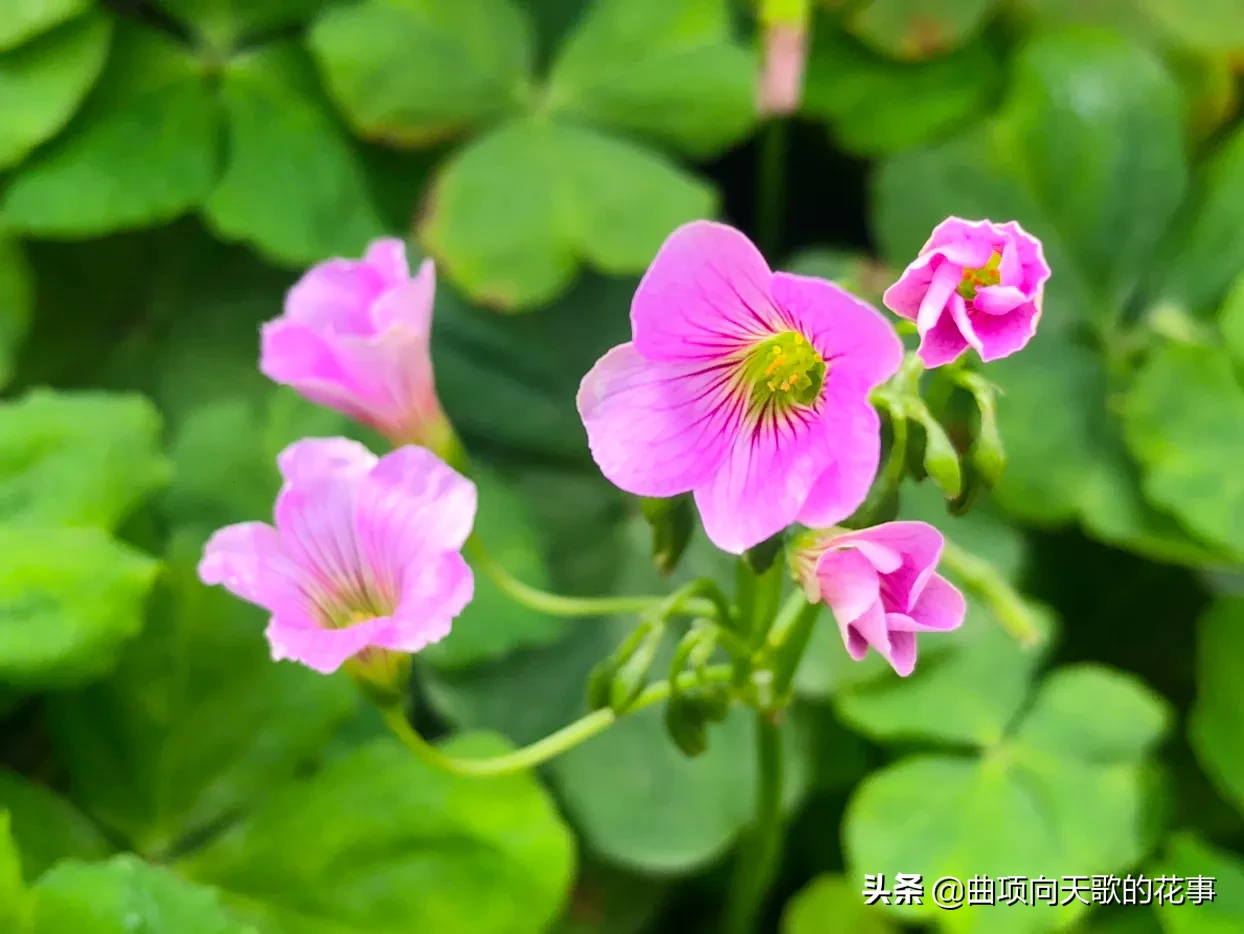 曲项向天歌的花事 22每日一花 第41朵 红花酢浆草 别称 大酸味草 南天七 紫花酢浆草 大叶酢浆草 三夹莲细茎