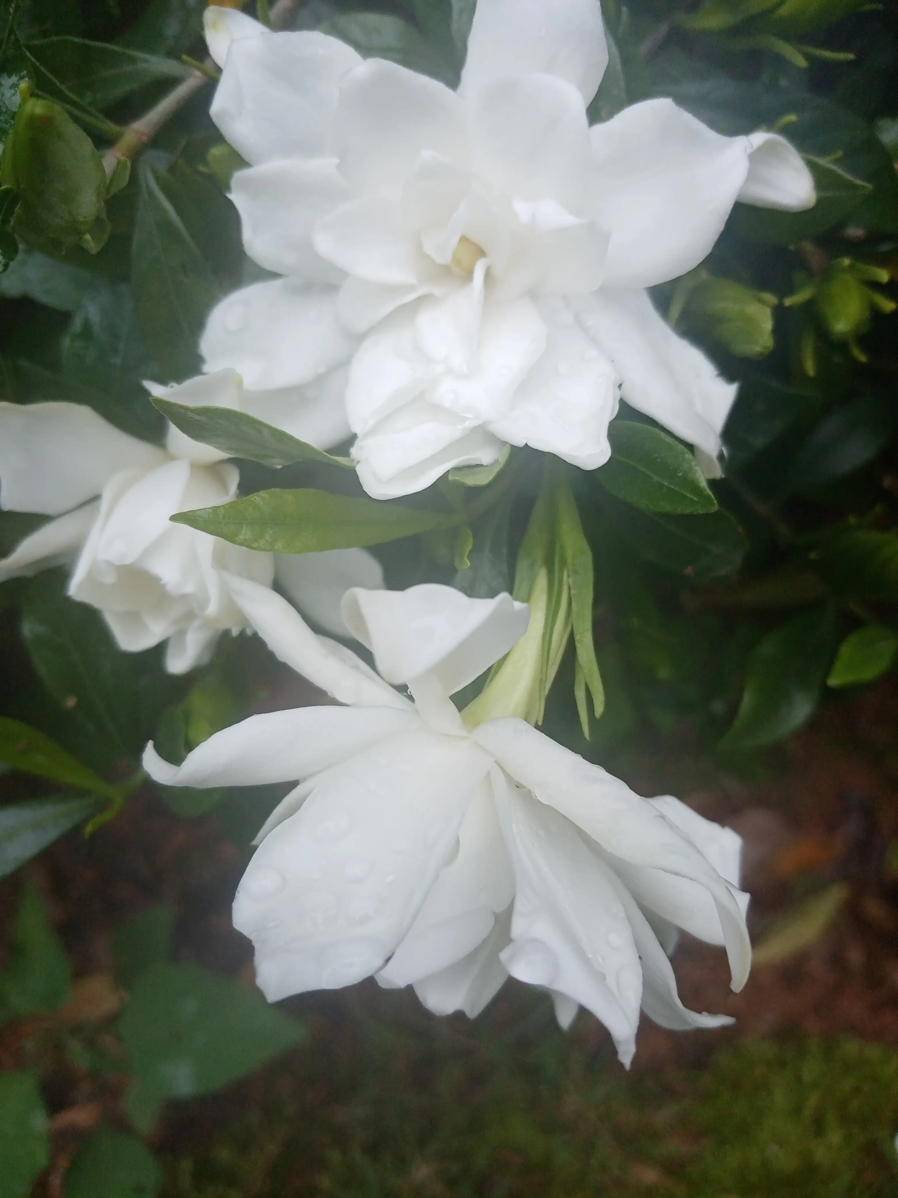 桅子花 白兰花 茉莉花 夏花三俏 洁白美丽 芬香扑鼻 沁人心脾 深受人们喜欢 特别是白兰花 常绿乔木 树高冠幅大 花期5 天天看点