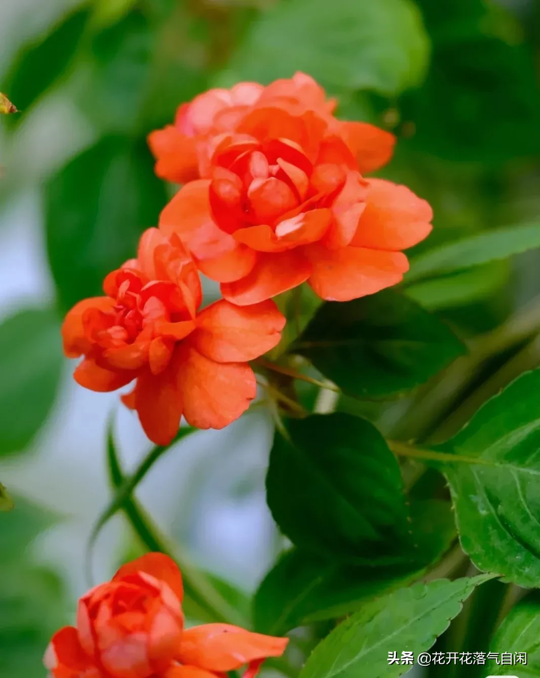 人人能科普 處處有新知 翻開我的生活日記 又到了鳳仙花開季節 鳳仙花又名指甲花 鳳仙花色澤鮮豔 有股淡淡的脂粉味兒 天天看點