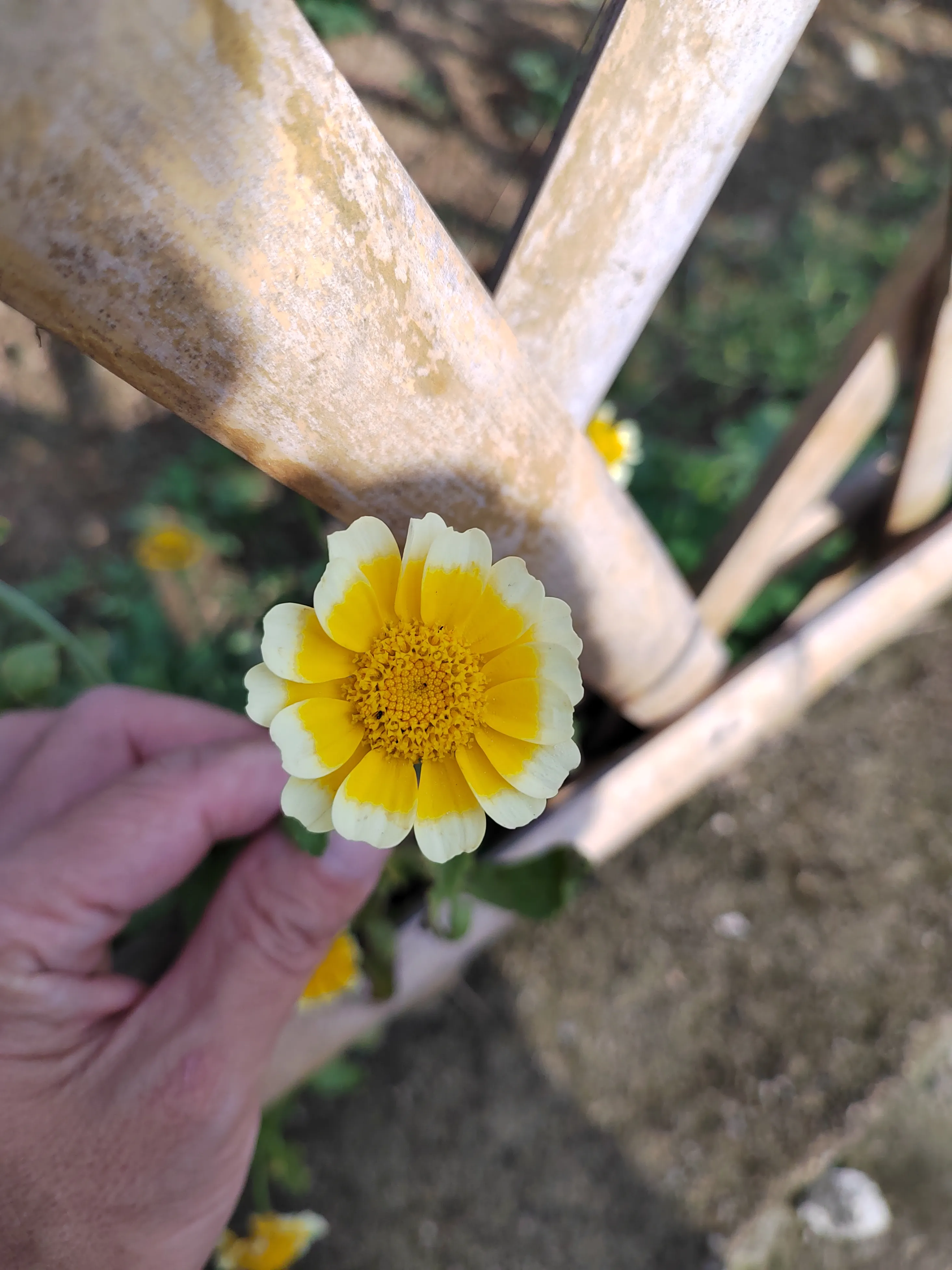 朋友說這是野菊花 我笑了 我在菜園照下來給孩子畫畫做參考物 你知道什麼菜花麼 天天看點