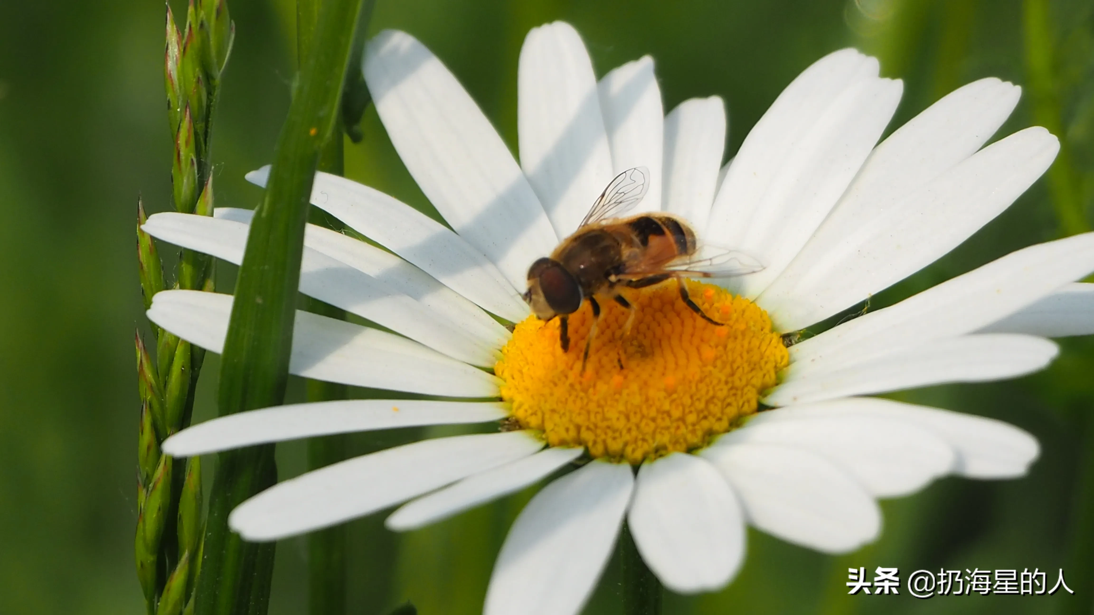 大滨菊 花朵上的昆虫 食蚜蝇 成虫早春出现 春夏季盛发 性喜阳光 常飞舞花间草丛或芳香植物上 取食花粉 花蜜 并传播花