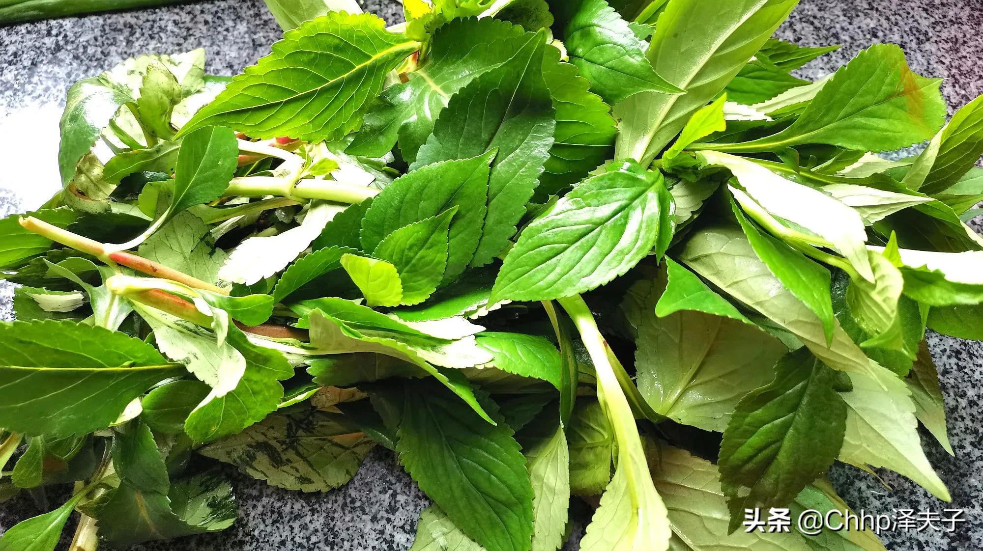 舌尖上的崇阳 野菜乡愁原上野菜知几许 乡愁总是清苦味崇阳野菜也是品种繁多的 苦菜 野芹 苋菜 野竹笋 野藠白 焯水 清 天天好运