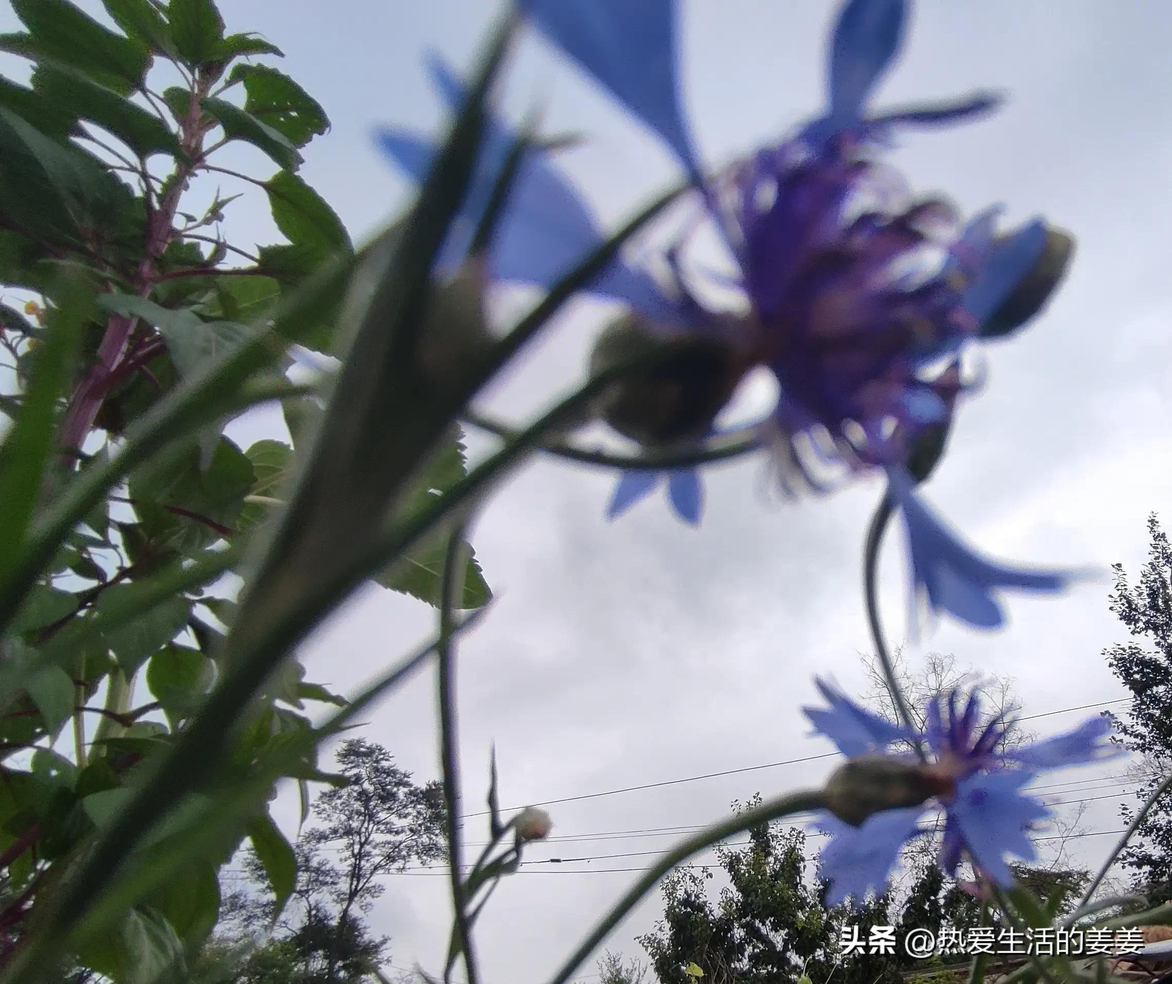 夏日赏花时刻 我家的花种类还不少 都很普通 都很漂亮 长寿花 太阳花 矢车菊 波斯菊 黑心菊 矢车菊 君子兰 金盏花 天天看点