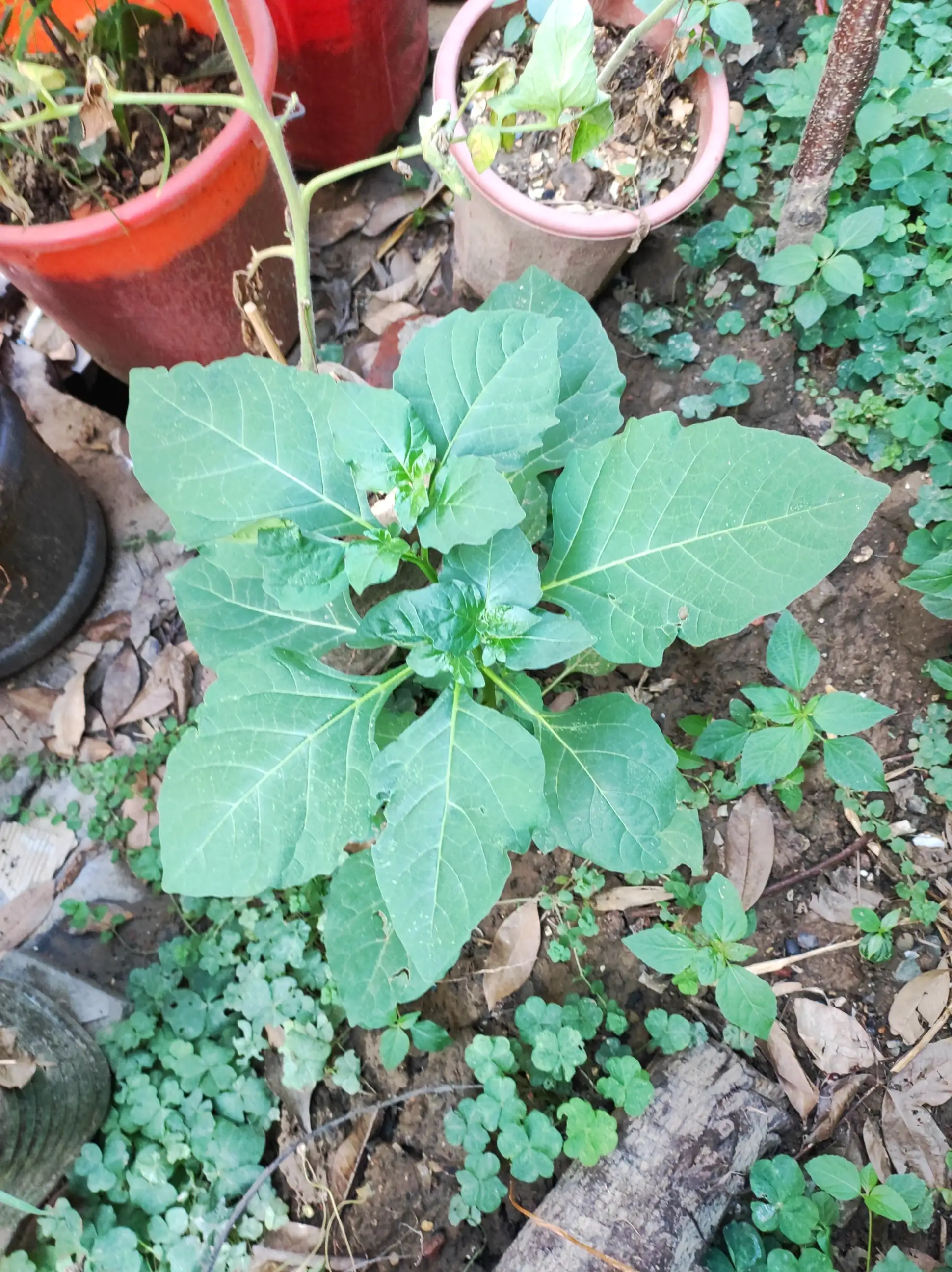 一日一植物 龍葵詩詞賞花五律詠龍葵庭外龍葵子 巍然出棘榛 無人施雨露 獨自蹈風塵 勁骨朝天阙 紫珠藏綠茵 清芬伴甘味 可 天天看點