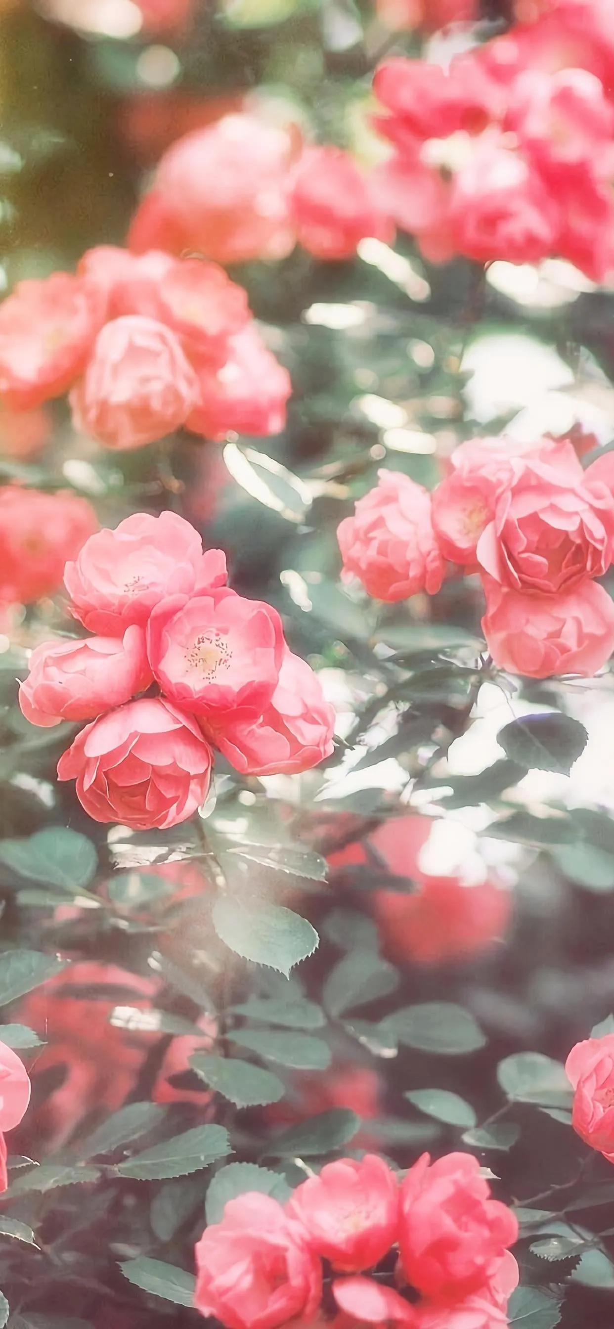 这个季节 蔷薇盛开 可以分享一下你拍摄的蔷薇花美图么 蔷薇是一种非常美丽的花卉 花语寓意跟爱情有关 蔷薇的花语是爱情和