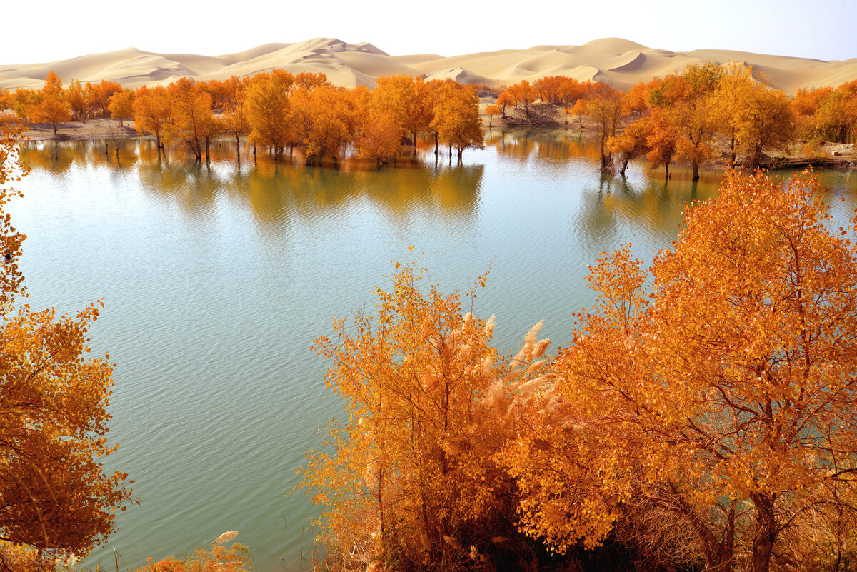 再过10天中国面积最大的塔河胡杨林将迎来最美金秋