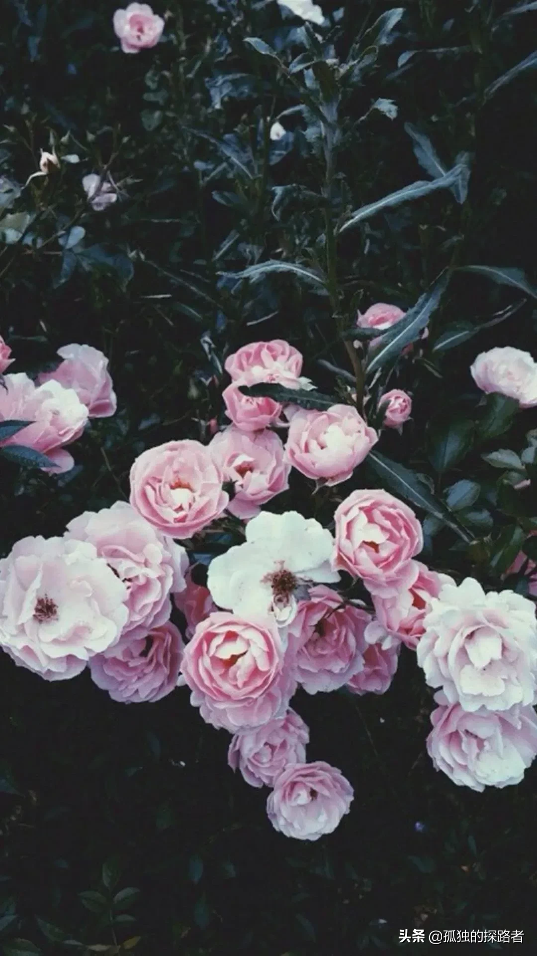 分享图片 蔷薇花正值那蔷薇花开满山丘时 一棵棵蔷薇花在露水的滋润下 显漏出迷人的样子 在太阳的照耀下蔓延生爬满整个山丘