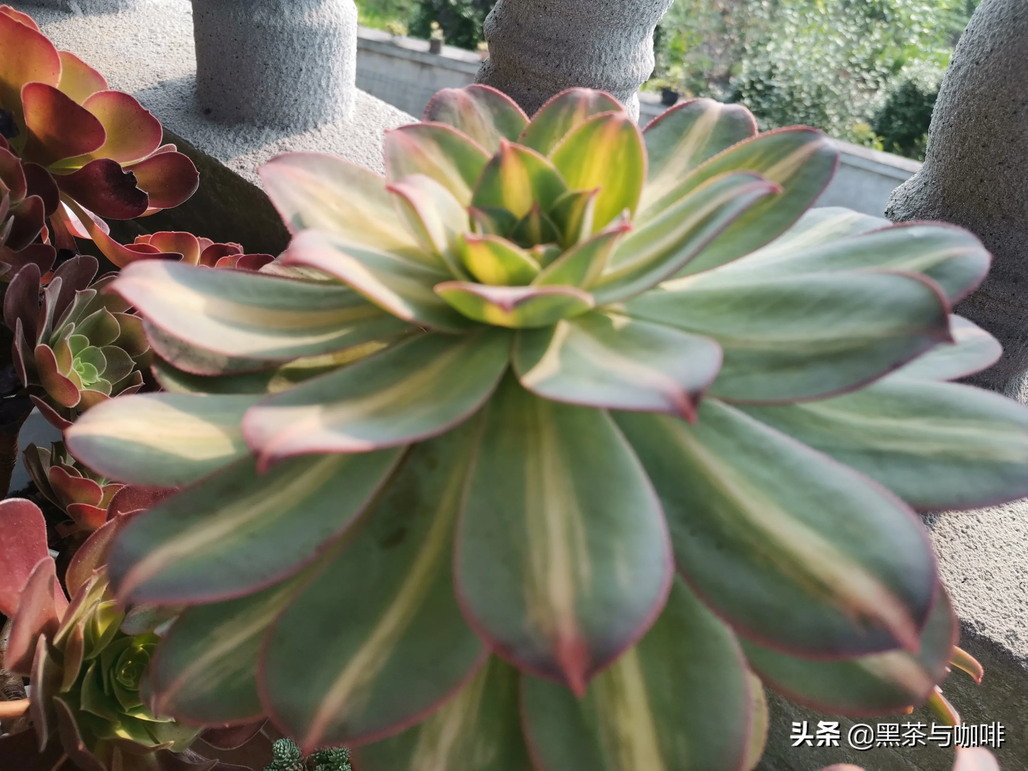 就浅过一下夏天吧 夏日出行记录 多肉植物 法师黄中斑黄中斑法师是天科莲花掌属的多肉植物 属于法师中的大型品种 这颗黄