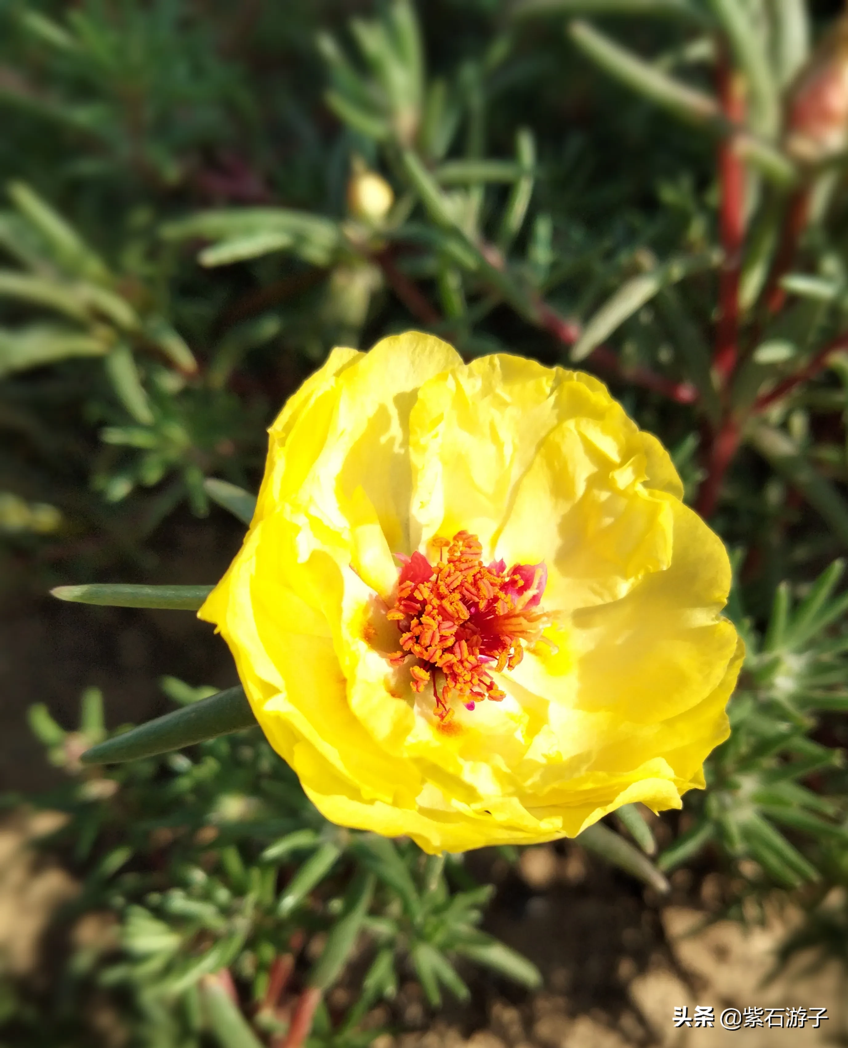 一花一世界 49 靓丽多彩 太阳花大花马齿苋 别名半支莲 松叶牡丹 龙须牡丹 金丝杜鹃 洋马齿苋 太阳花 一年生草本 天天看点