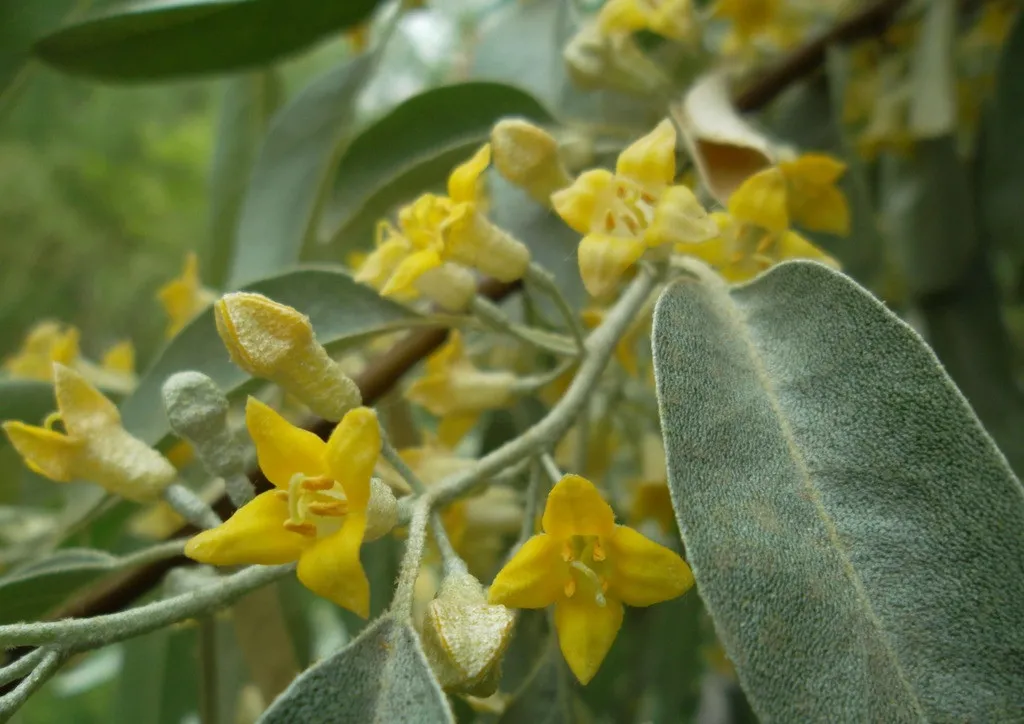 家乡的沙枣花开了 一串一串黄色的小花 在灰青色的沙枣树叶间开放着 不是那么明显 也不突出耀眼 沙枣花虽然美得不是那么张扬