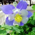 蓝色的忧伤