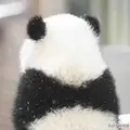 藿香霓虹