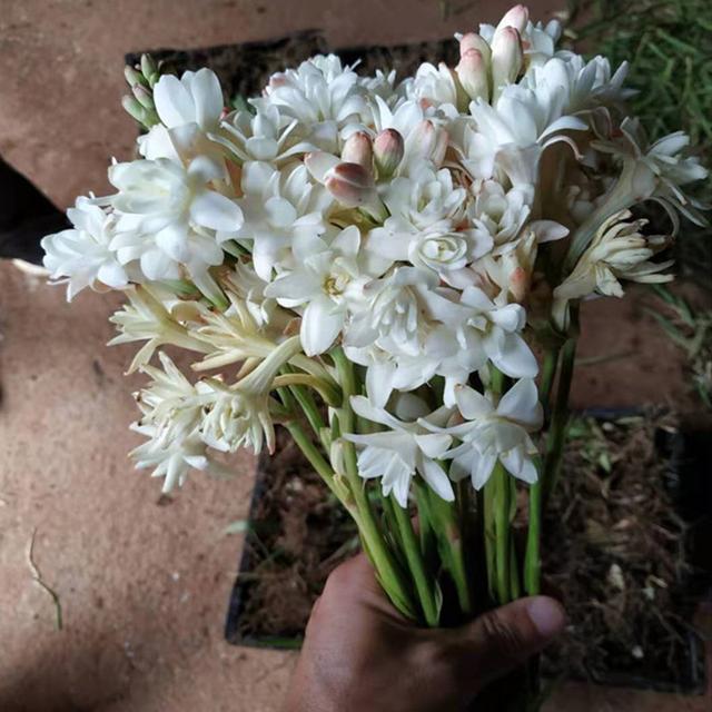 九里香什么时候开花，九里香怎么养才能开花（夏天“最香的”6种花）