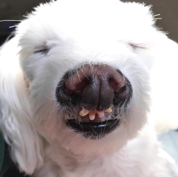 狗狗龅牙马上要自己掉了怎么办(龅牙门牙全掉了能种