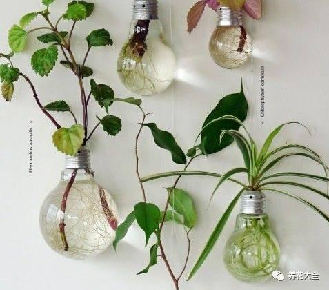 水植物