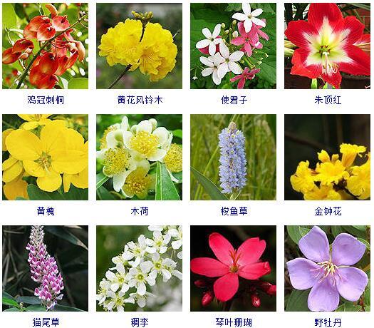 花的种类 花的种类（花的种类大全） 生活