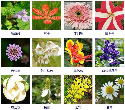 花的种类 花的种类（花的种类大全） 生活