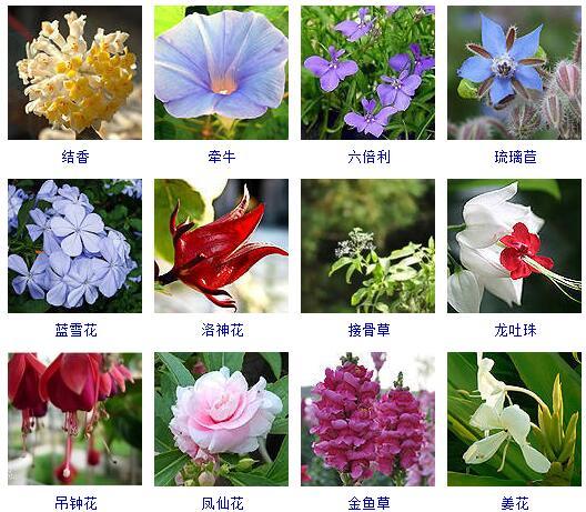 花的种类 花的种类（花的种类大全） 生活