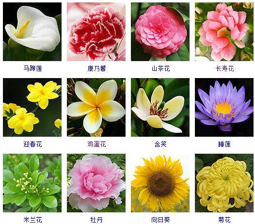 花的种类 花的种类（花的种类大全） 生活