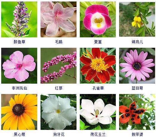 花的种类 花的种类（花的种类大全） 生活